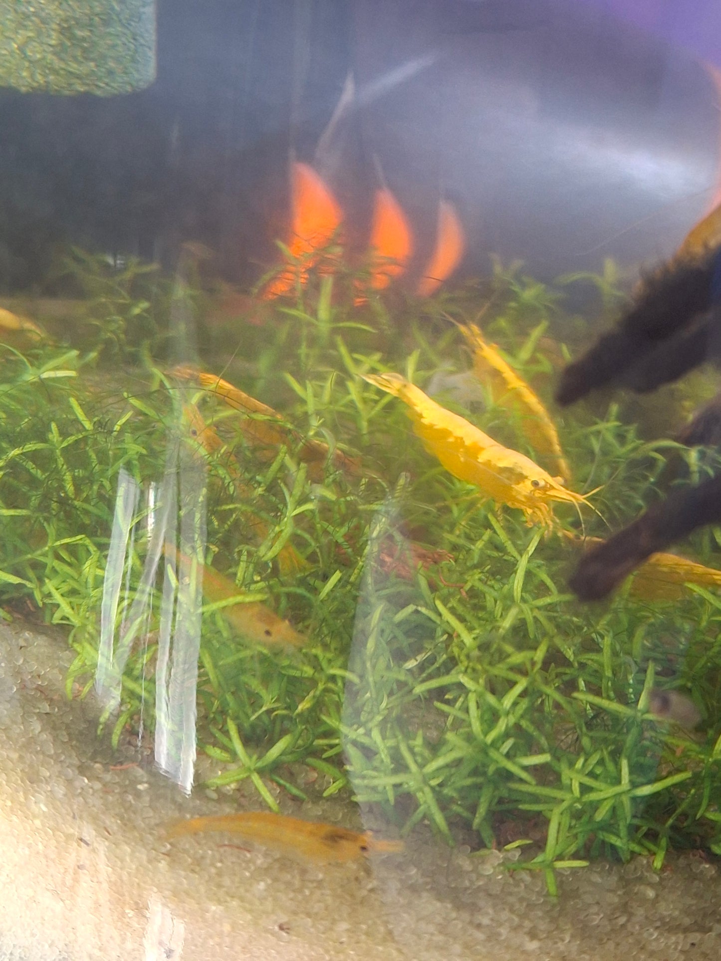 Neocaridina Genetic Gatcha Grab Bag
