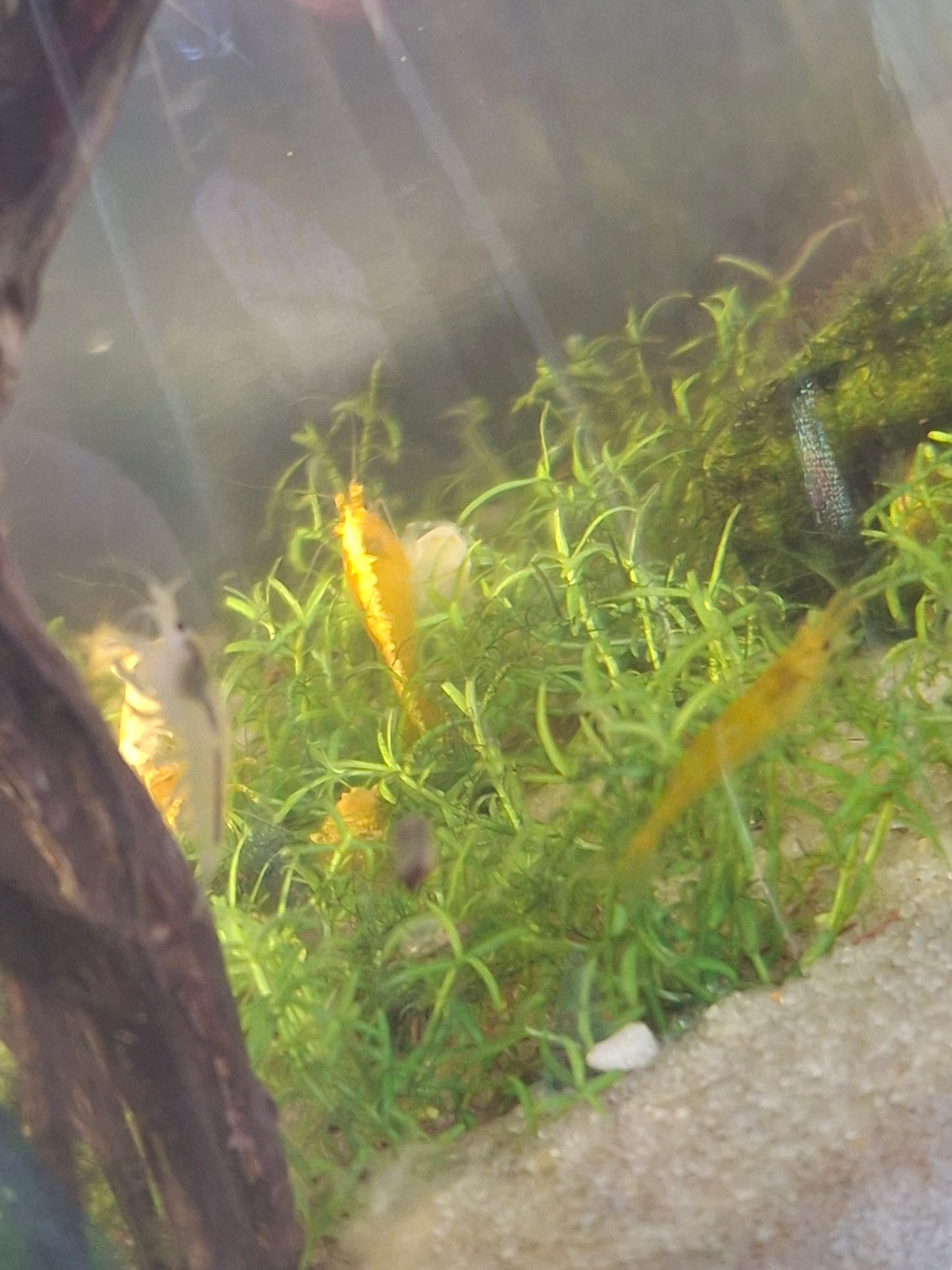 Neocaridina Genetic Gatcha Grab Bag