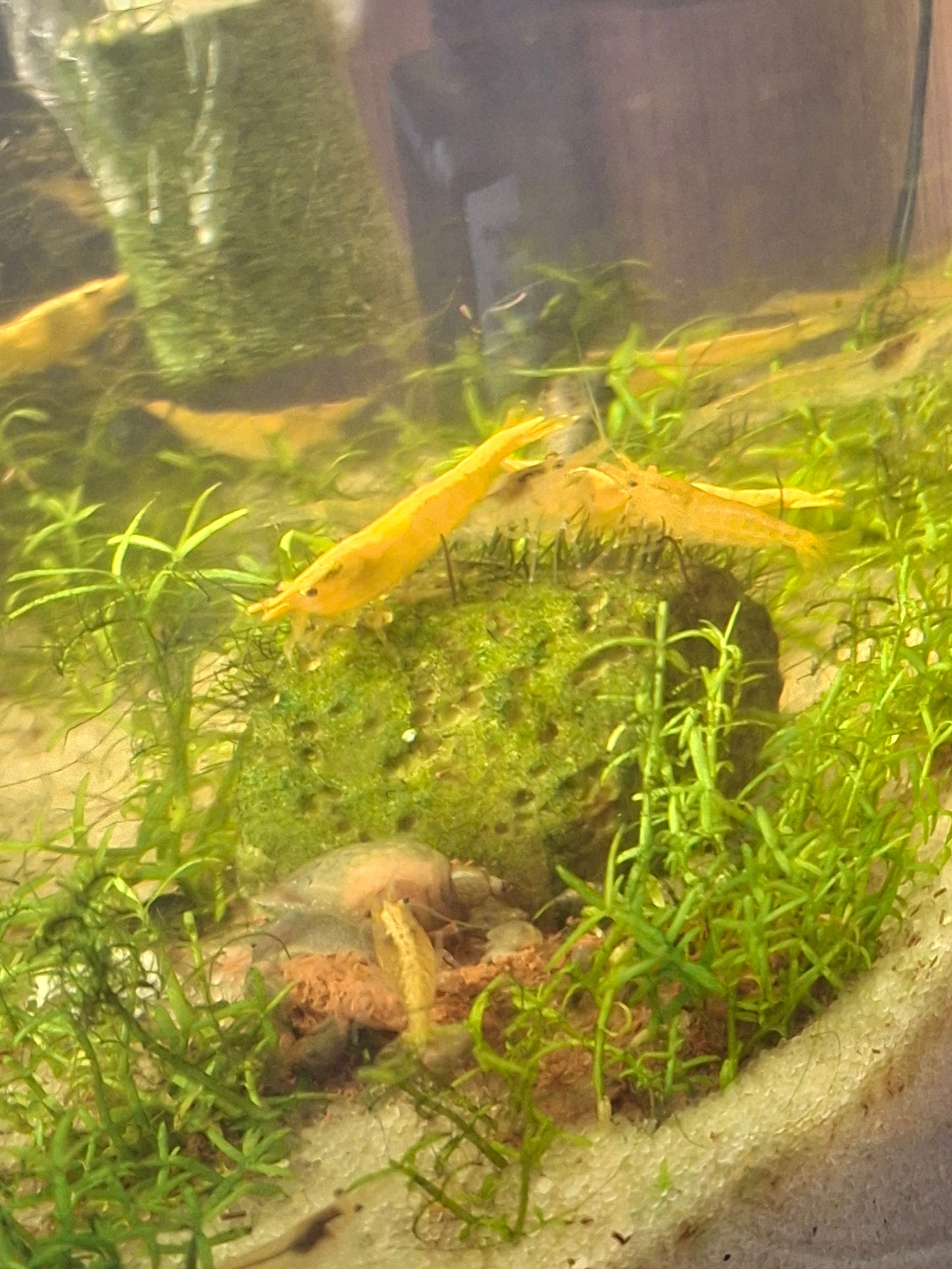 Neocaridina Genetic Gatcha Grab Bag