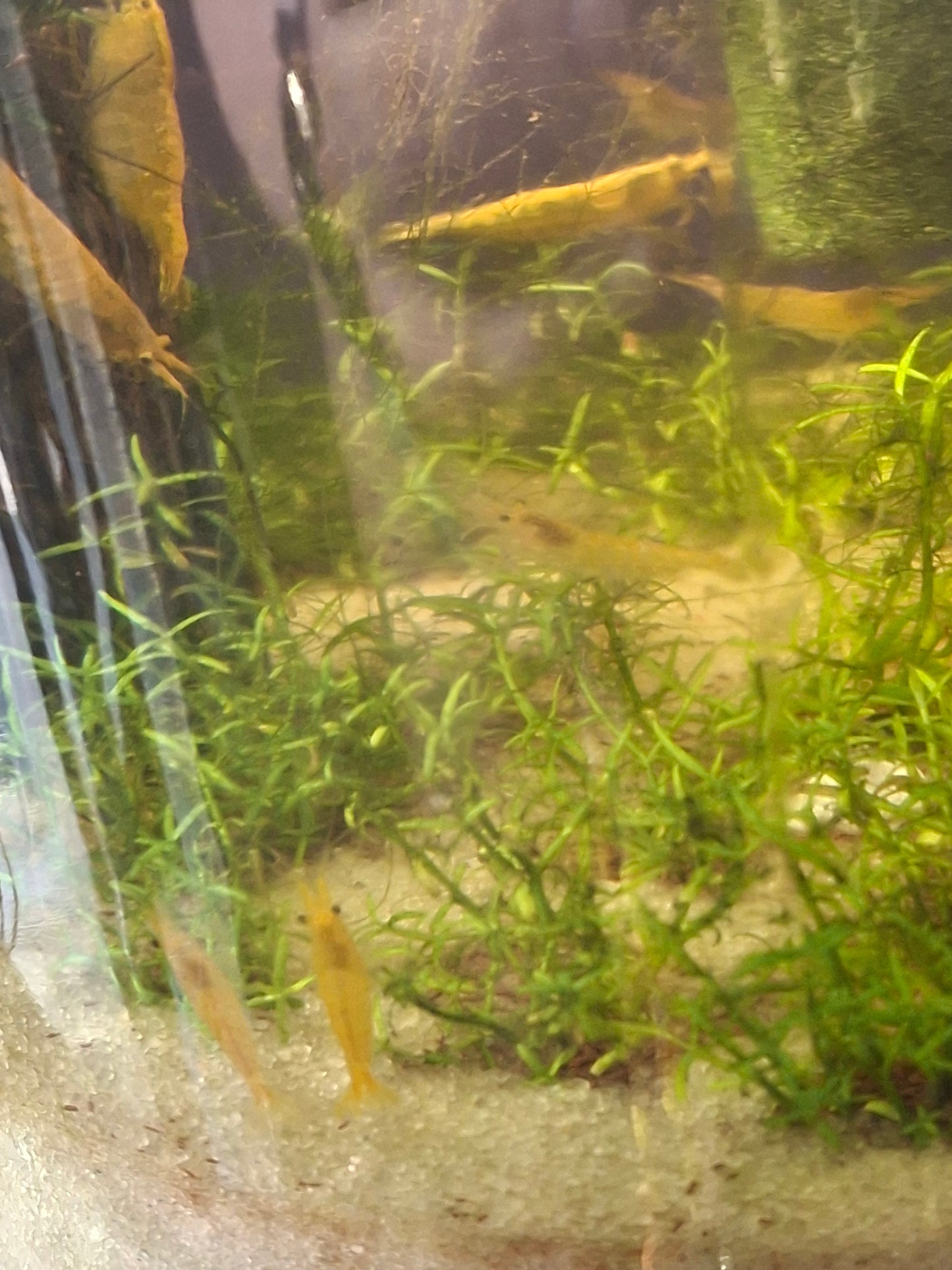 Neocaridina Genetic Gatcha Grab Bag