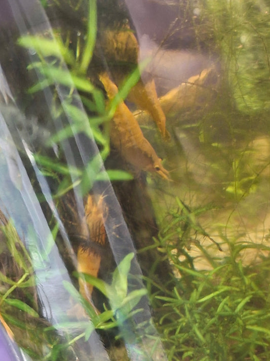 Neocaridina Genetic Gatcha Grab Bag
