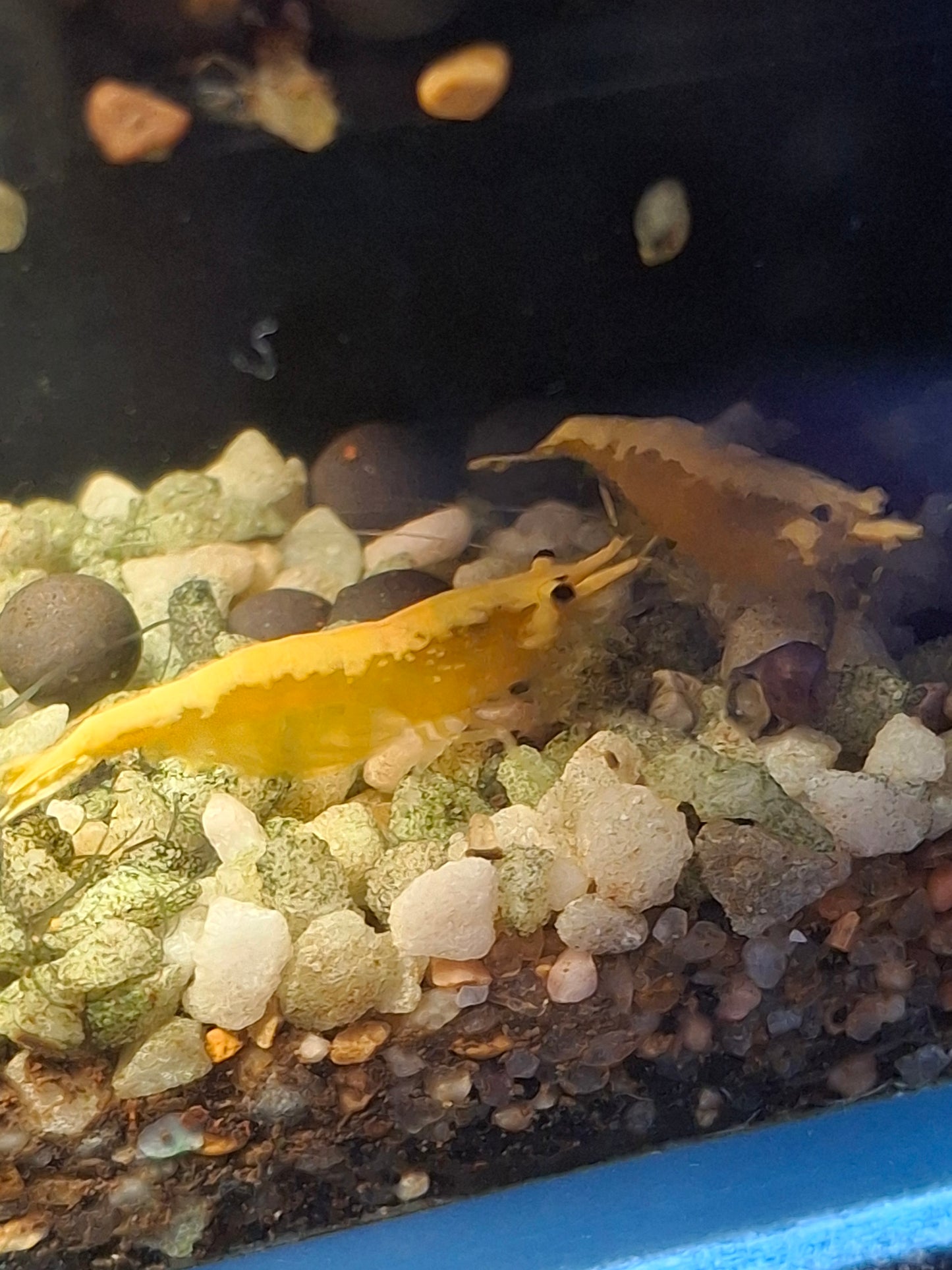 Goldenback Neocaridina Shrimp