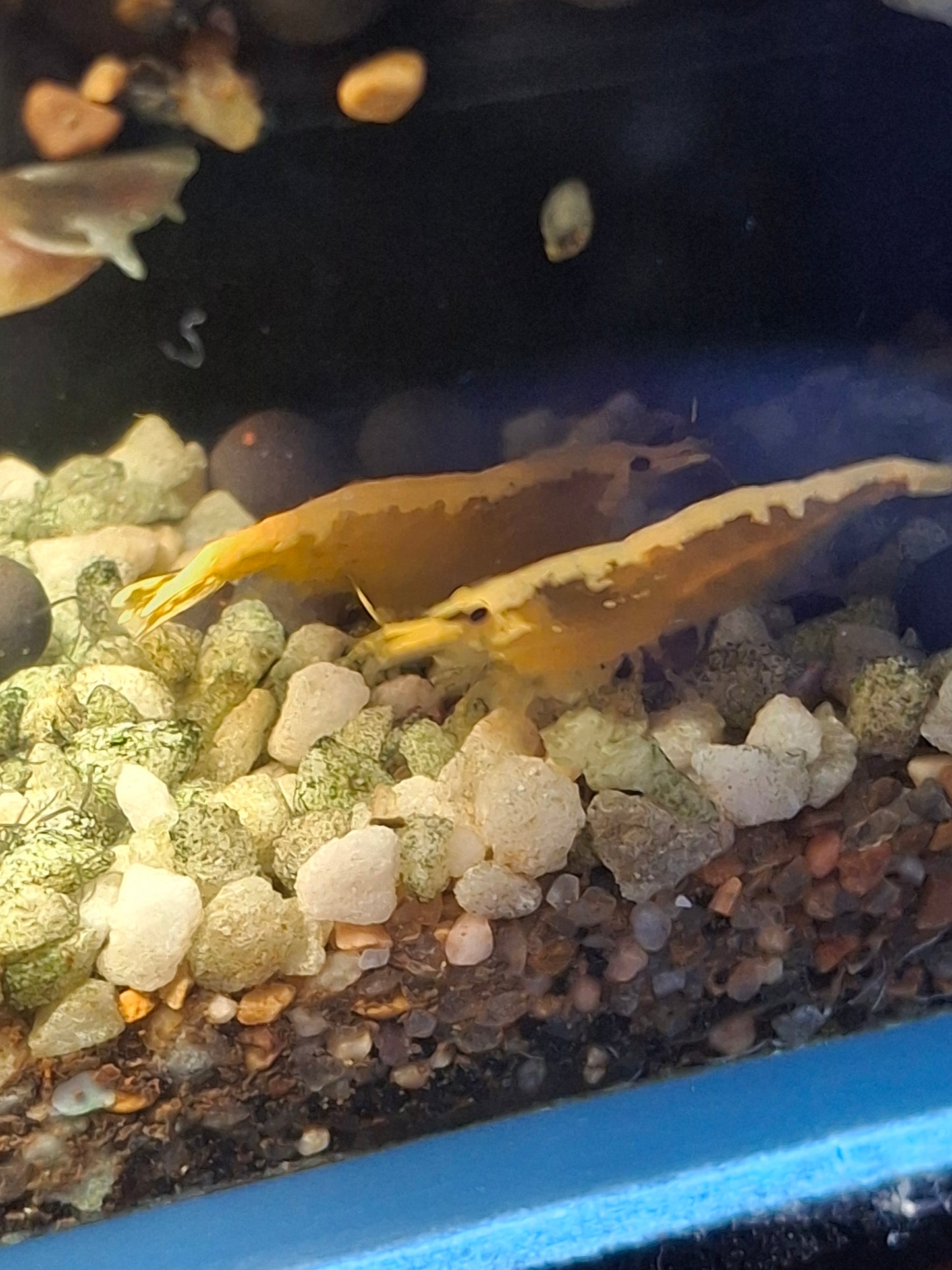 Goldenback Neocaridina Shrimp