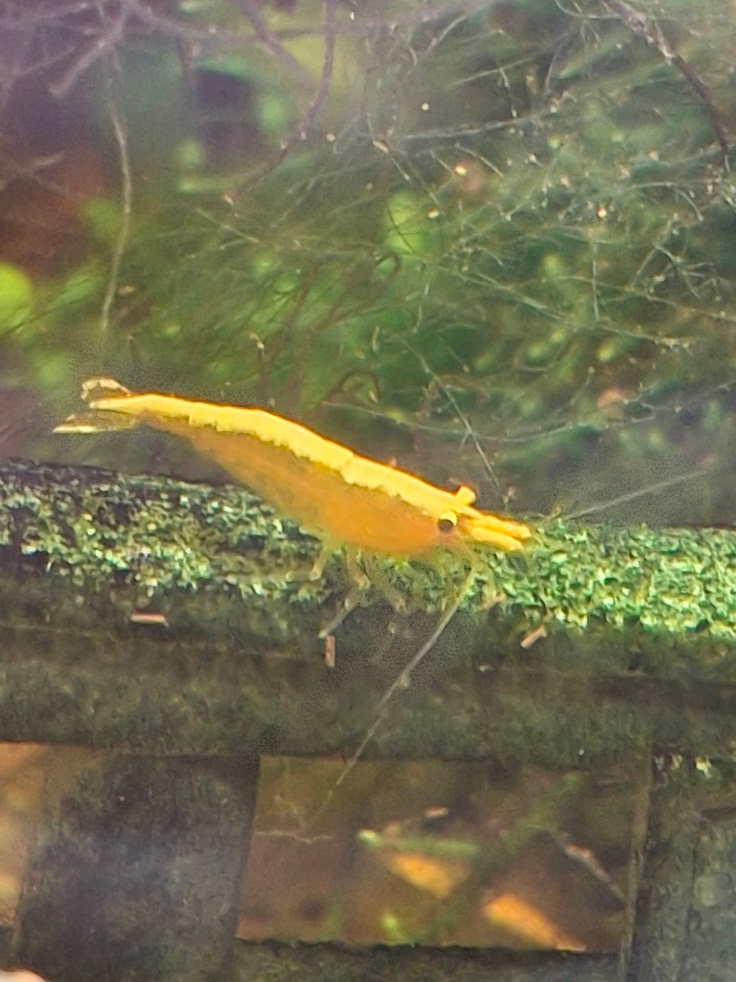 Goldenback Neocaridina Shrimp