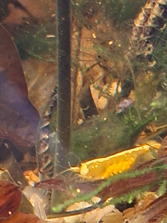 Goldenback Neocaridina Shrimp
