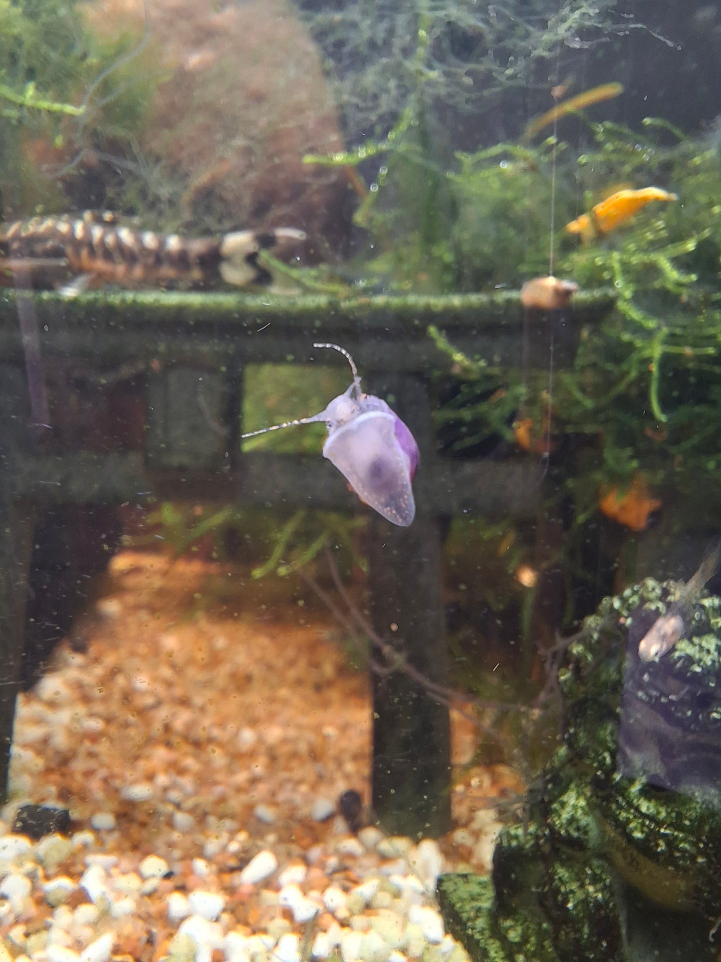 Purple/Blue Foot Mystery Snails