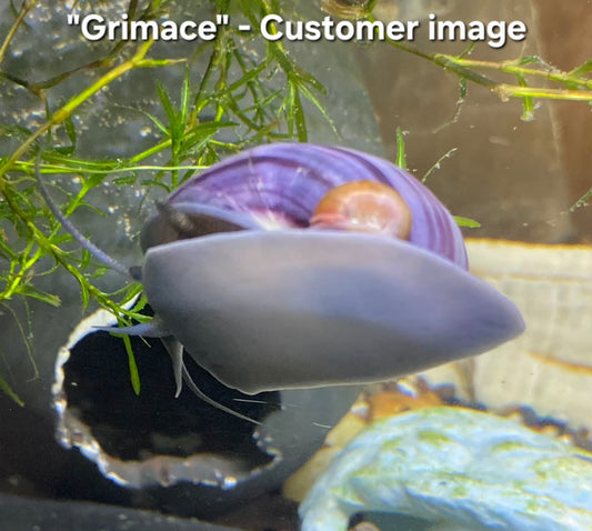 Purple/Blue Foot Mystery Snails