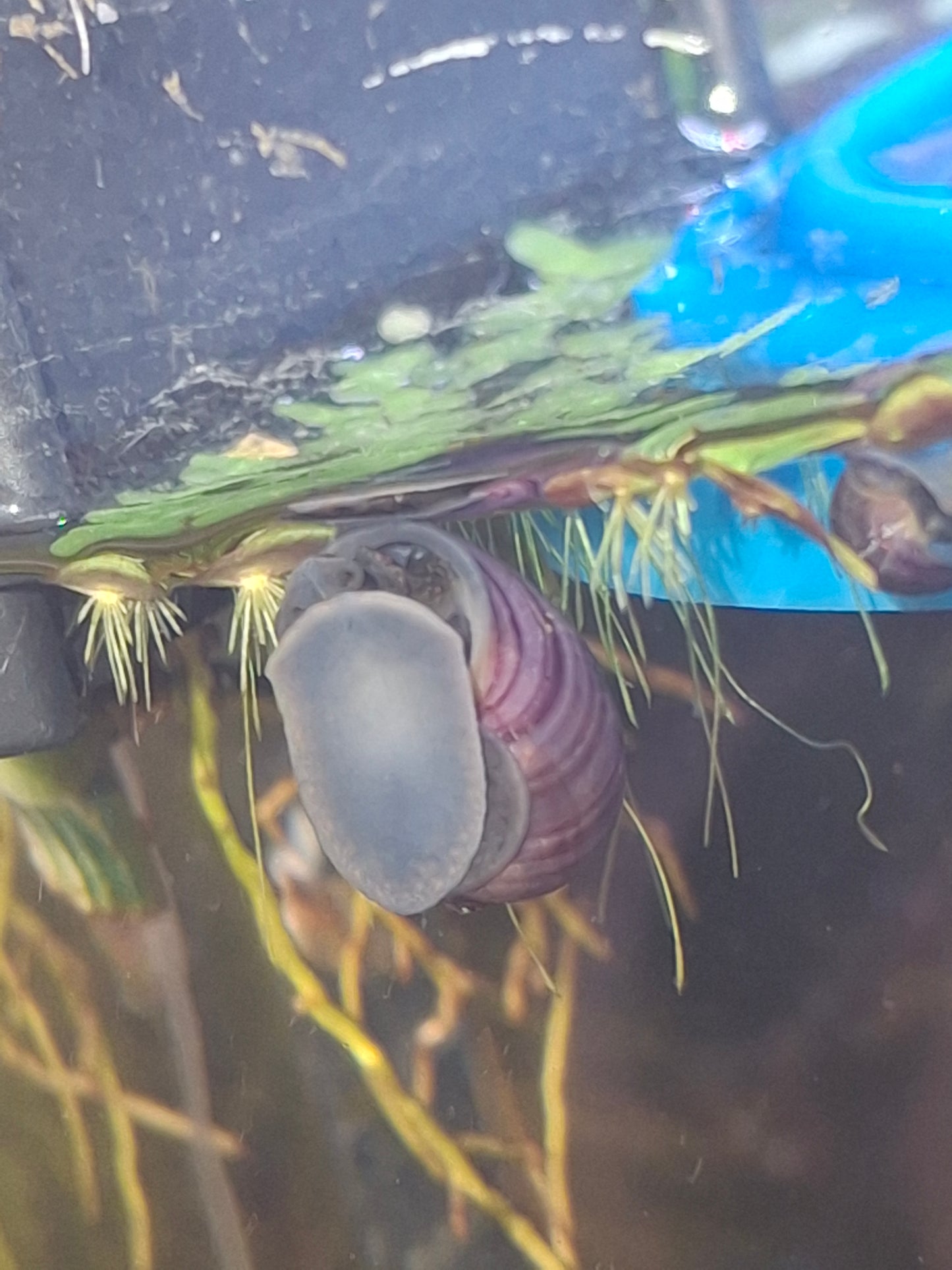 Purple/Blue Foot Mystery Snails