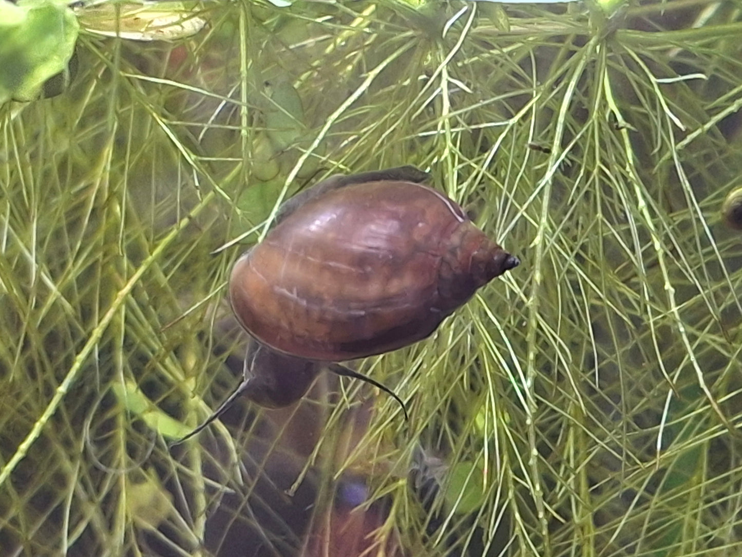 Bladder Snails