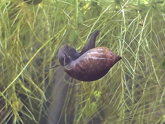 Bladder Snails