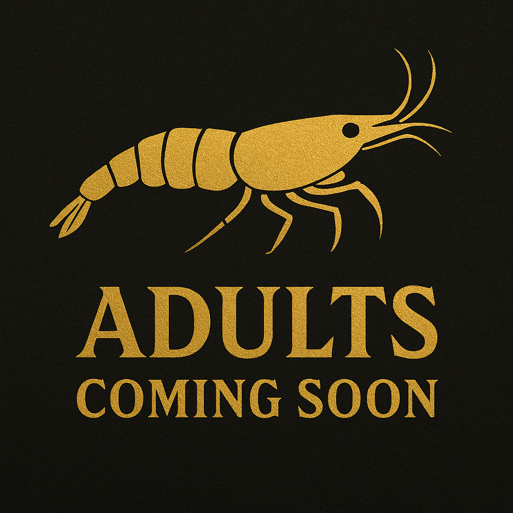 Goldenback Neocaridina Shrimp