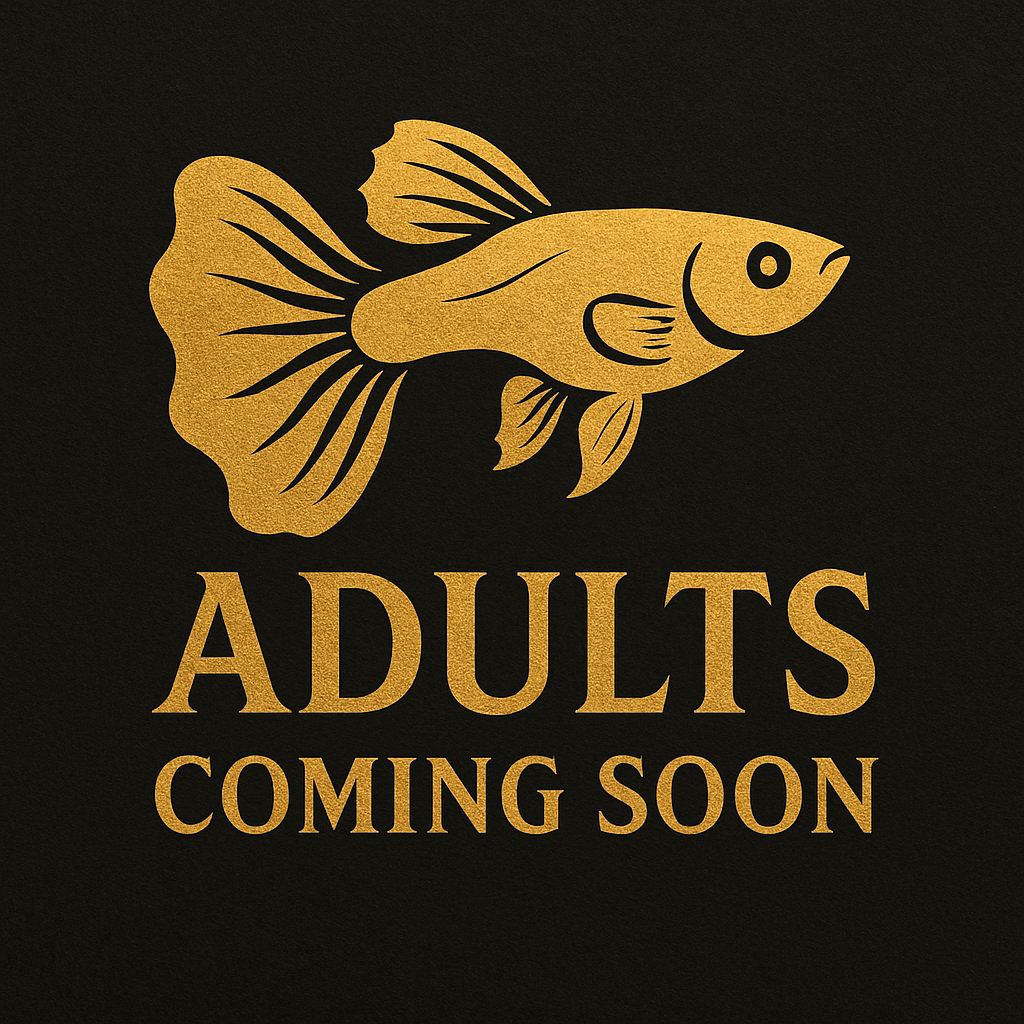 24k Ribbon Guppies
