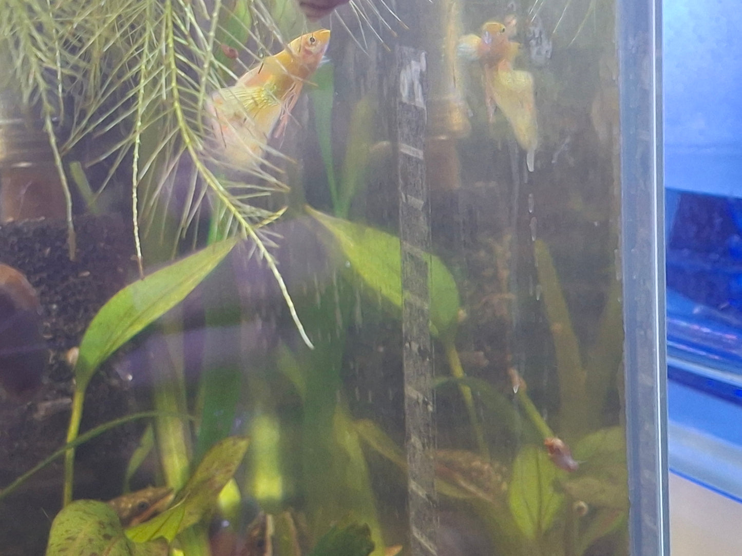 24k Ribbon Guppies