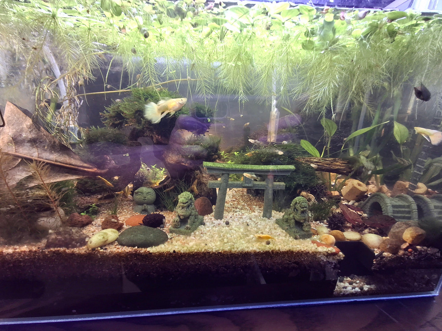 24k Ribbon Guppies