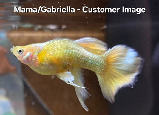 24k Ribbon Guppies