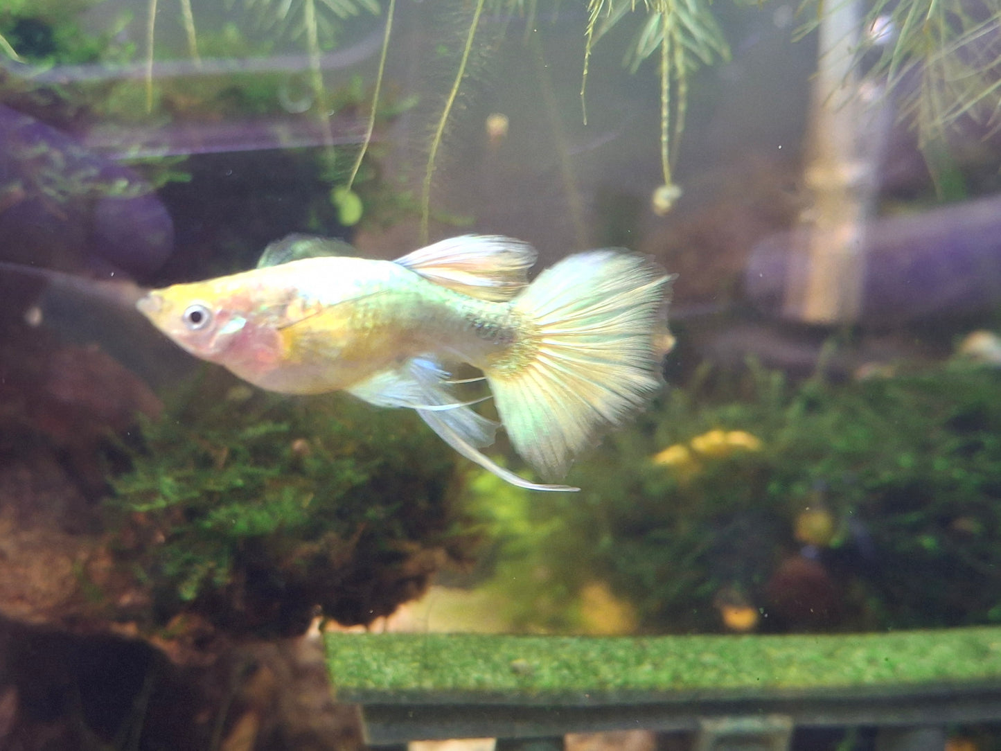 24k Ribbon Guppies