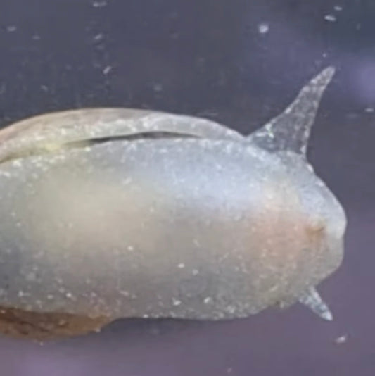 Golden Shell Glass Pond Snail +1